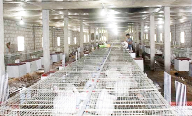 HTX đang gặt hái nhiều thành công nhờ nuôi thỏ an toàn