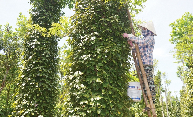 Những kiến thức mới đã dần thay đổi tư duy sản xuất quảng canh truyền thống