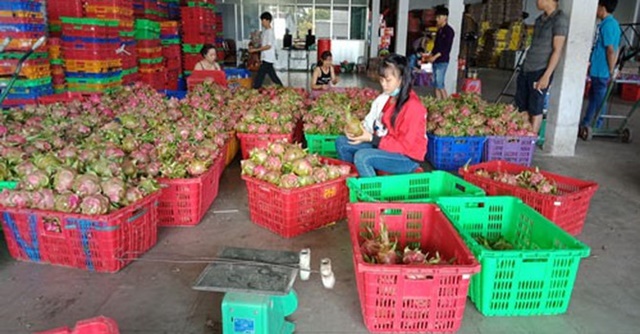 Thanh long Bình Thuận tăng giá đột biến (Ảnh Internet)