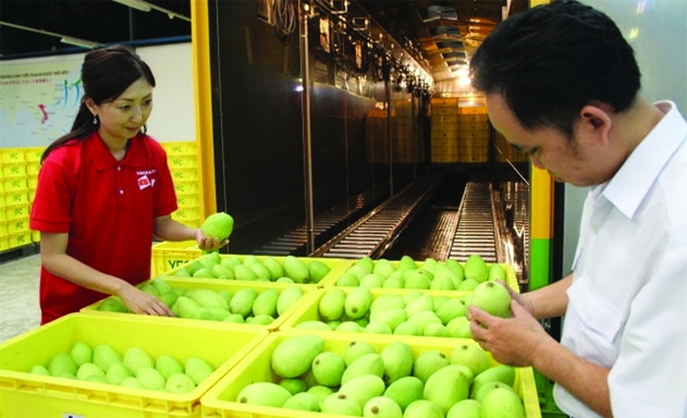 Trái xoài Việt kém cạnh tranh về giá trên đất Mỹ chủ yếu do chi phí chiếu xạ