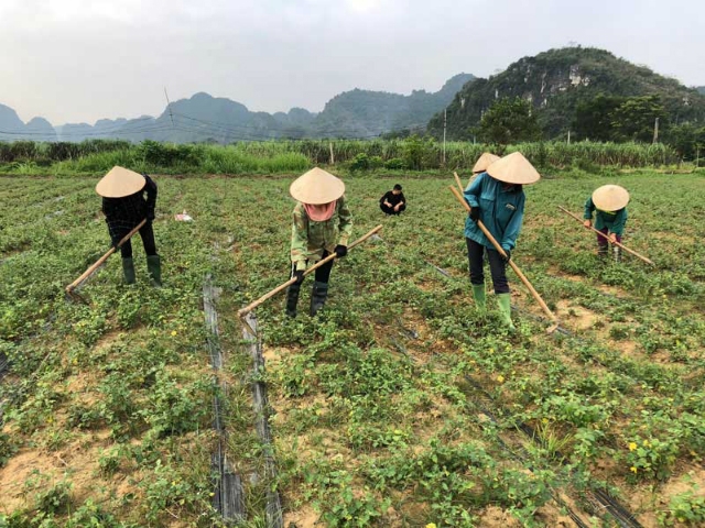 Các thành viên HTX Nông - lâm nghiệp Bảo Hiệu chăm sóc cây dược liệu cà gai leo.