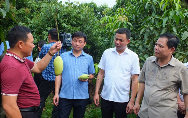 Anh Hà Văn Sơn, Giám đốc HTX nông nghiệp an toàn Chiềng Hặc giới thiệu vườn xoài phục vụ xuất khẩu với Bộ trưởng NN&PTNT Nguyễn Xuân Cường (phải)