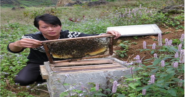 HTX đang có gần 3.000 đàn ong mật, doanh thu trên 6,5 tỷ đồng/năm