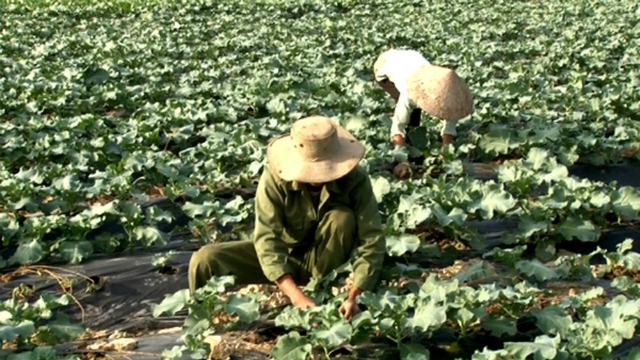 Các thành viên tham gia trồng cam kết đảm bảo thực hiện đúng quy trình