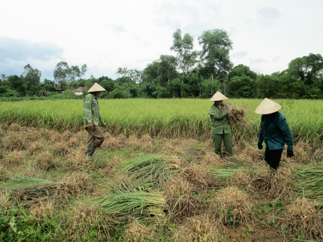 Thu hoạch sả để sản xuất tinh dầu