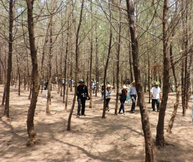 Du khách tham gia trải nghiệm tại rừng dương ven biển trong hoạt động du lịch sinh thái của HTX