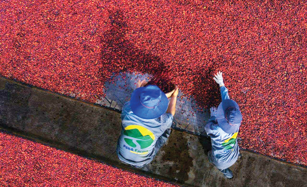 Pô Kô Farms đã làm ra được những hạt cà phê sạch theo tiêu chuẩn FLO