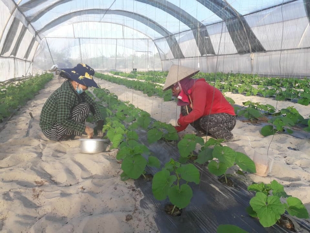 Các thành viên HTX đang chăm sóc dưa lưới