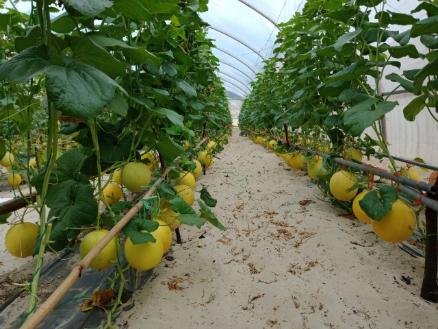 Mô hình dưa lưới trong nhà màng màng đã nâng cao năng suất cho HTX