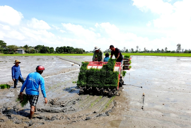 HTX mạnh dạn áp dụng cấy lúa bằng máy trên diện tích 12 ha
