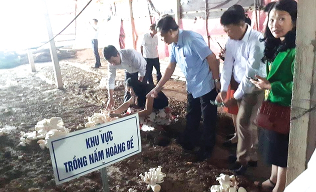 Tham quan một khu vực trồng nấm của HTX