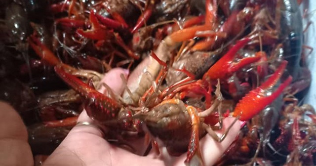 Việc kinh doanh, tiêu thụ loài này là vi phạm quy định về đa dạng sinh học và thủy sản. (Ảnh Internet)