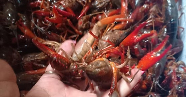 Việc kinh doanh, tiêu thụ loài này là vi phạm quy định về đa dạng sinh học và thủy sản. (Ảnh Internet)