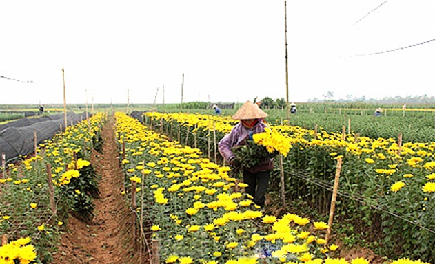 THT đã sản xuất hoa theo đơn đặt hàng của các thương lái