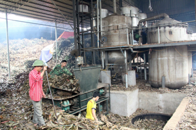 Chế biến tinh dầu quế tại Hợp tác xã 6/12