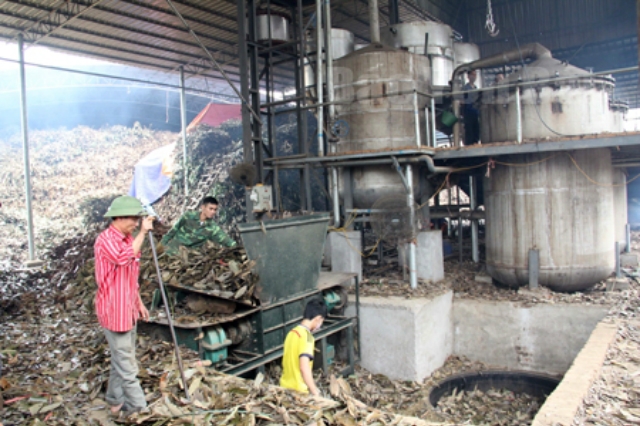 Chế biến tinh dầu quế tại Hợp tác xã 6/12