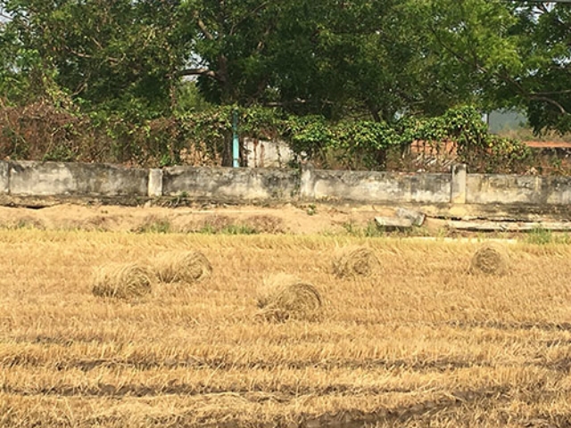 Rơm được cuộn tròn ngay tại chân ruộng