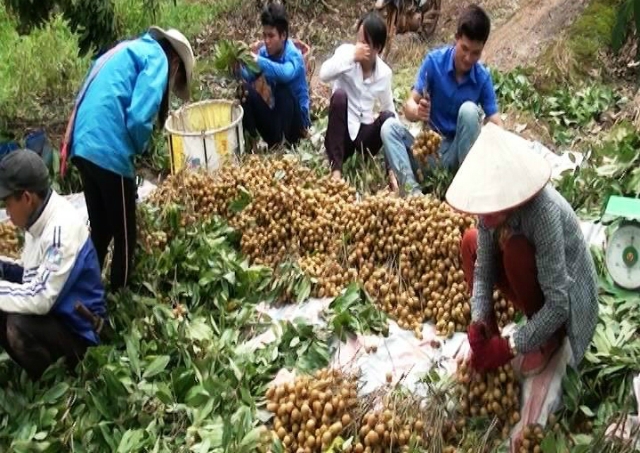 Các thành viên HTX Phương Nam thu hoạch nhãn