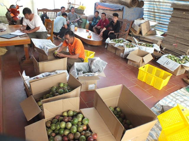 Phân loại, đóng gói chanh leo tại Tổ hợp tác trồng chanh leo xã Chiềng On