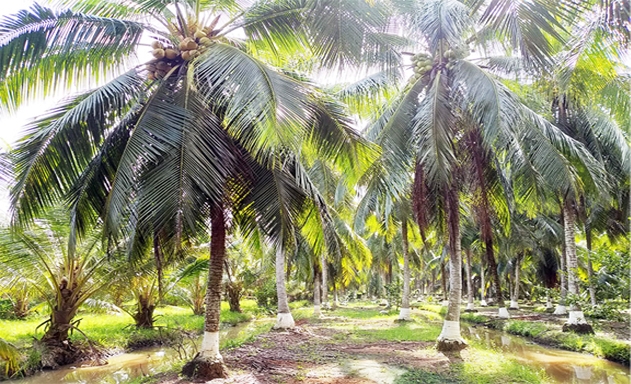 Một vườn dừa organic của THT