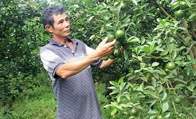 Trồng quýt sạch thu lãi 600 - 700 triệu đồng ha năm