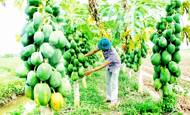 Sản phẩm của HTX đang có sức cạnh tranh mạnh nhờ sản xuất an toàn