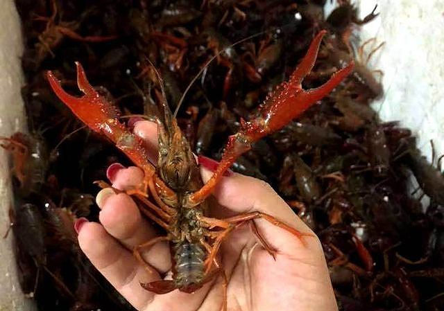 Tôm hùm càng đỏ được rao bán tràn lan trên mạng xã hội (Ảnh: Internet)