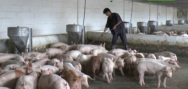 Trang trại nuôi heo của Hợp tác xã Đồng Tiến, xã Đắk Sin (Đắk R’lấp) nhiều năm nay được cơ quan chuyên môn đánh giá có quy mô lớn, công nghệ hiện đại bậc nhất so với cả nước.