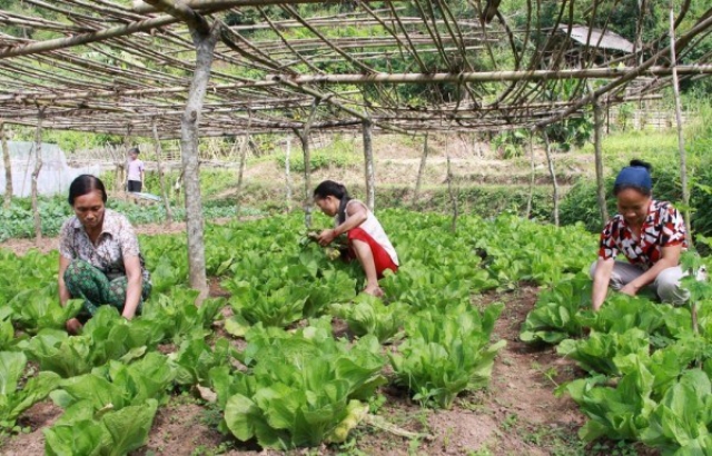 Thành viên Hợp tác xã Trồng rau an toàn Tà Lạc chăm sóc rau.