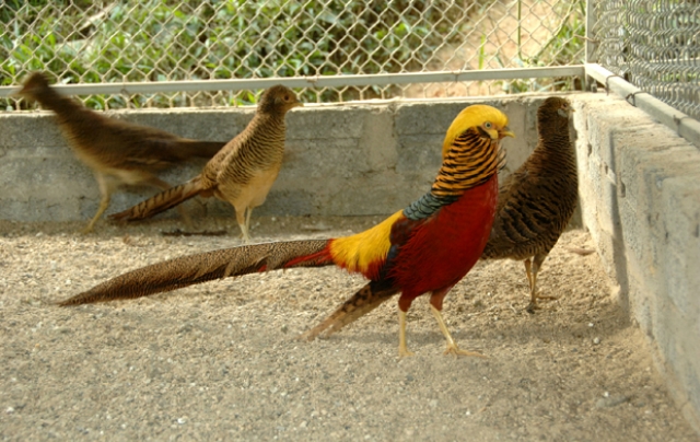 Chim Trĩ bảy màu được nuôi tại Hợp tác xã Tấn Đạt.