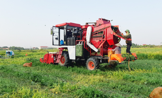 HTX đầu tư máy thu hoạch liên hợp hơn 2 tỷ đồng để thu hoạch đậu tương rau