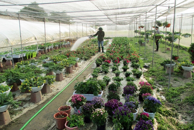 Thành viên HTX Rau hoa cây cảnh Việt Hưng (TP Hạ Long) chăm sóc hoa trong hệ thống nhà lưới.