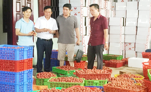 HTX thu mua vải của thành viên