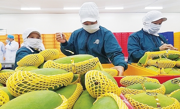 Nông sản Việt cần giảm chi phí để tăng khả năng cạnh tranh xuất khẩu