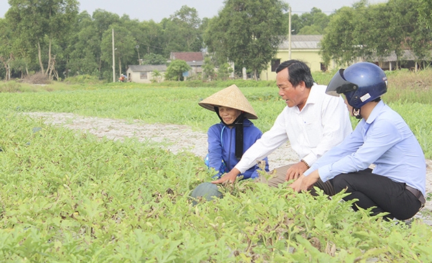 Năm 2018, doanh thu từ dưa hấu của HTX đạt 2,3 tỷ đồng