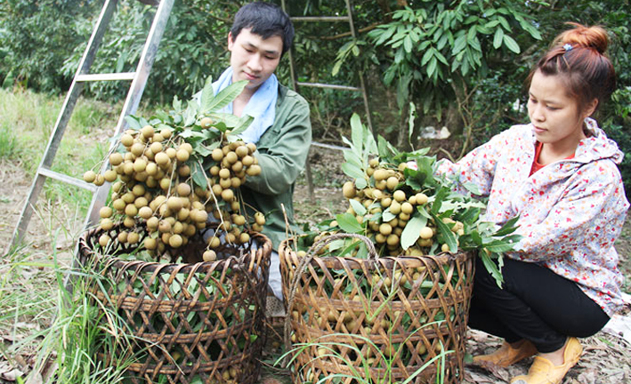 HTX là nhân tố quan trọng trong quá trình xây dựng thương hiệu nhãn Phúc Thuận