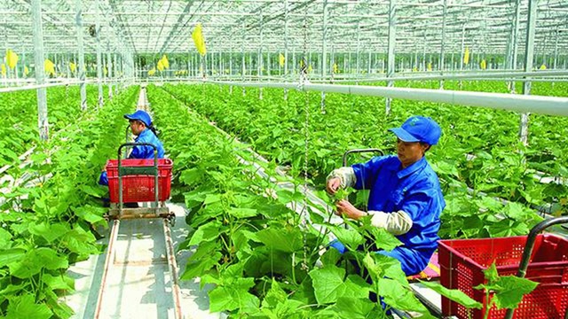 Nghẽn vốn FDI đầu tư vào nông nghiệp công nghệ cao (Ảnh Internet)