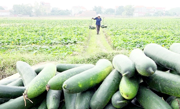 Mô hình trồng bí xanh an toàn mang lại doanh thu trên 300 triệu đồng/ha/năm cho HTX