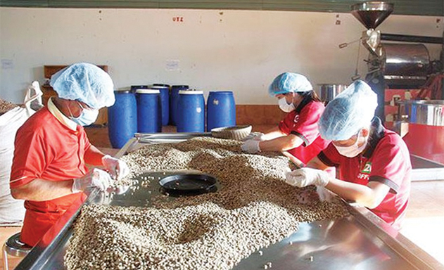 Cà phê Việt nên chọn lối ngách trước cảnh giá giảm