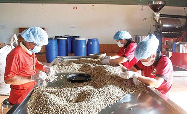 Cà phê Việt nên chọn lối ngách trước cảnh giá giảm