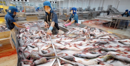 Xuất khẩu cá tra, cá ba sang Nga vẫn thất thường, bất ổn (Ảnh: Internet)