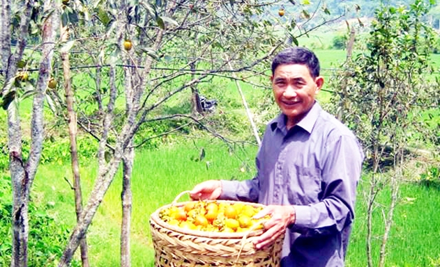 Hồng không hạt đang trở thành cây trồng thế mạnh, mang lại hiệu quả cao cho người dân