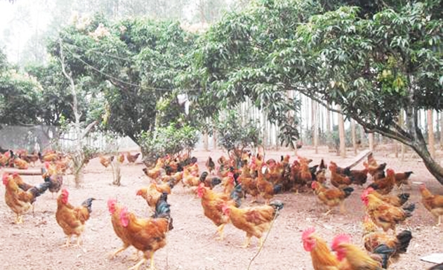 Gà sạch thả đồi của HTX