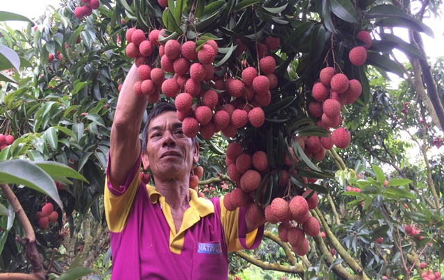 Hơn 500 doanh nghiệp xúc tiến tiêu thụ vải thiều Bắc Giang (Ảnh Internet)