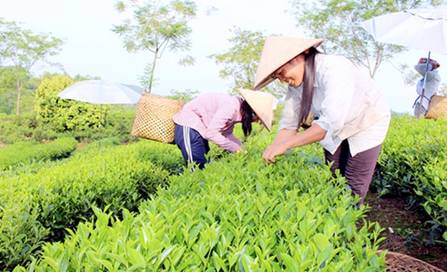​Nhờ sản xuất an toàn, HTX đang gặt hái thành công