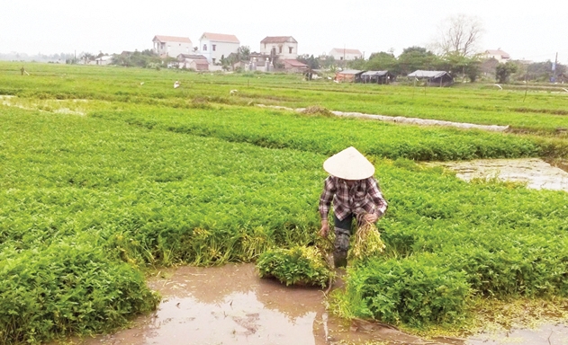 Thành viên HTX thu hoạch rau cần
