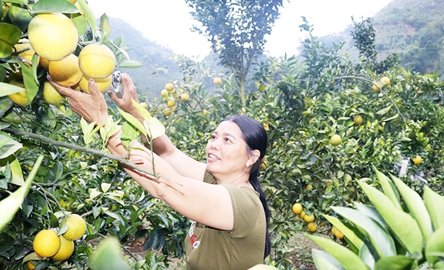 Cây có múi đang trở thành cây kinh tế chủ lực tại Phù Yên
