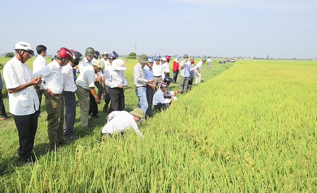 ​HTX đã triển khai hiệu quả mô hình lúa chất lượng cao
