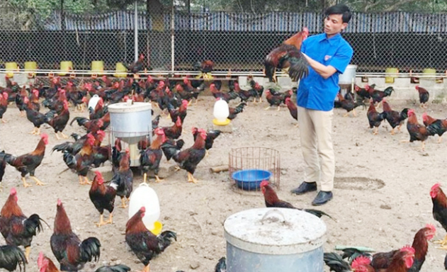 Mô hình nuôi gà VietGAP khép kín của HTX tạo được sự hấp dẫn đối với các thành viên