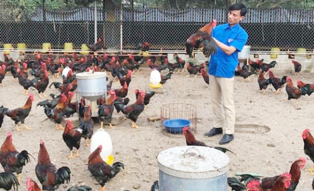 Mô hình nuôi gà VietGAP khép kín của HTX tạo được sự hấp dẫn đối với các thành viên